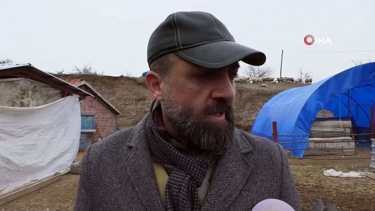 Baharı müjdeleyen kuzuların doğumları başladı