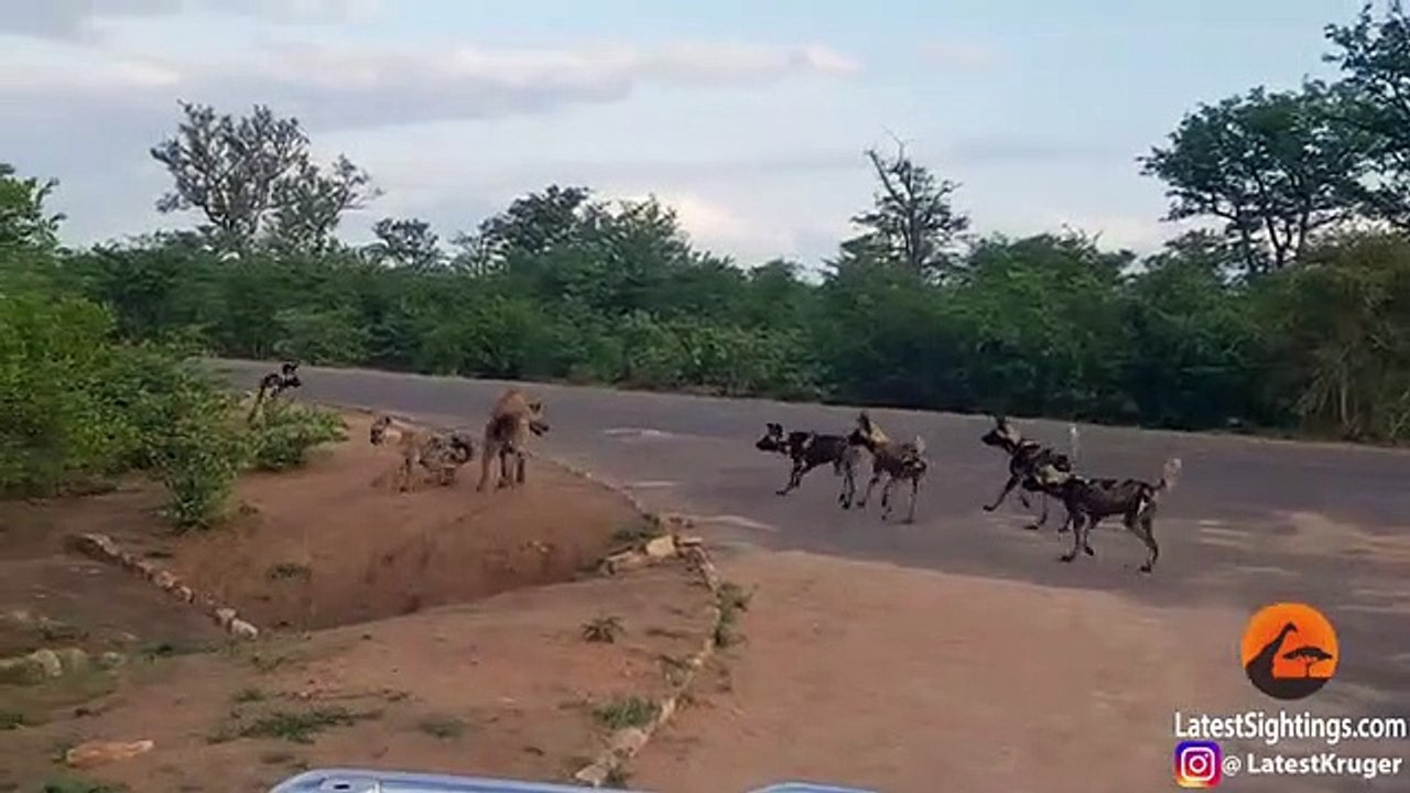 Hyena Protects Den From Intruding Wild Dogs
