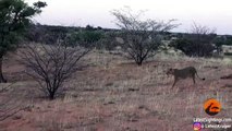 Hyena Walks Right into a Pride of Lions