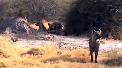 HYENAS BIG MISTAKE PROVOKED LIONESS   MALE LION AS A HERO WHO HYENAS TO SAVE LIONESS