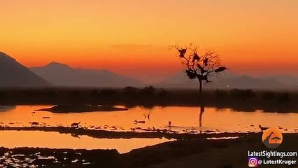 Impala Gets Stuck in Mud During Wild Dog Hunt