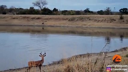 Impala vs Wild Dogs vs Crocodile vs Hippo