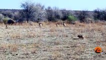 Incredible Attempt by a Caracal at Hunting Warthogs - Latest Wildlife Sightings