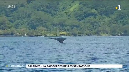 La saison des baleines bat son plein