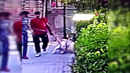 Küçükçekmece'de pitbull dehşeti...Yavru kediyi saniyeler içerisinde parçaladığı an kamerada