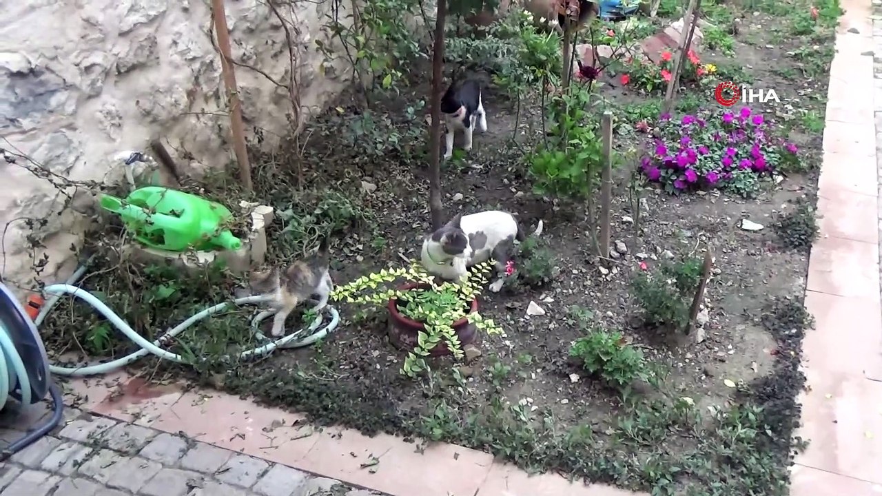 2 kısır köpek, 4 kediye annelik yapıyor