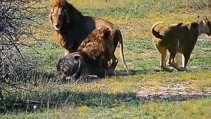 AMAZING KING LIONS FIGHTS