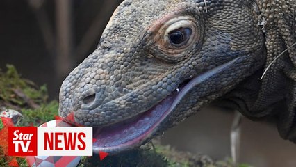 Villagers lose out in plan to save Komodo dragon