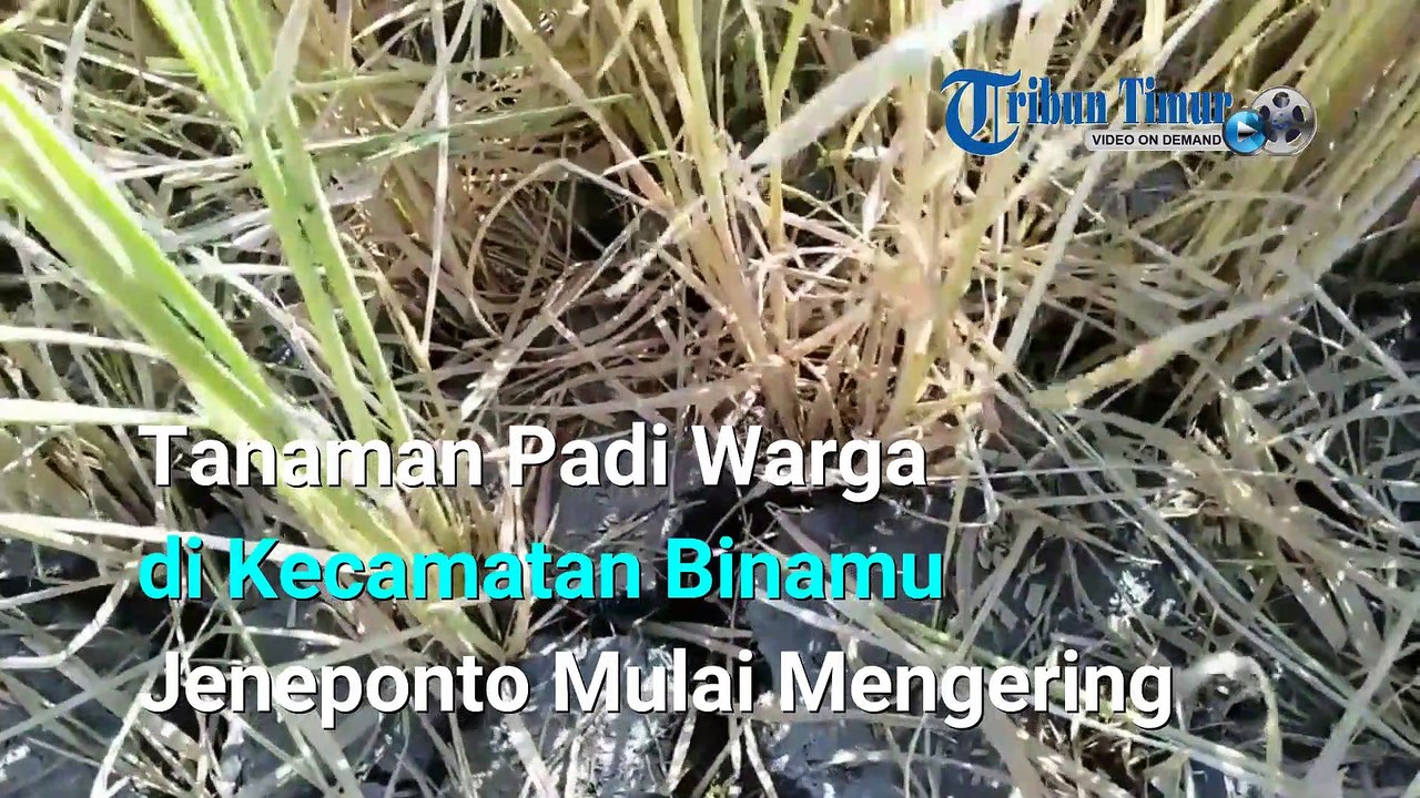Tanaman Padi Warga di Kecamatan Binamu Jeneponto Mulai Mengering
