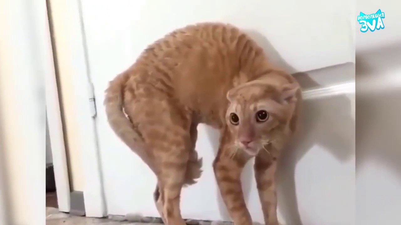Funny cats