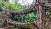 Unreal ‘Living Root Bridges’ Connect Isolated Towns in India