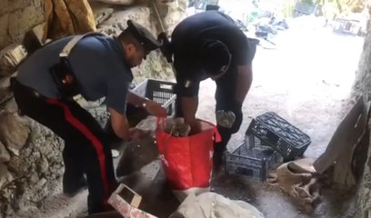 Gragnano (NA) - Droga e armi in un rudere abbandonato (26.08.19)