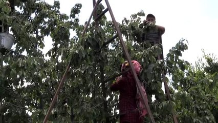 "Afyonkarahisar'dan Çin'e kiraz ihraç edilmesinin önü açıldı"