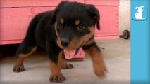 Hilarious Rottweiler Puppy Wiggles Under Tight Spot - Puppy Love