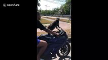 Cat rides on the front of owner's motorbike