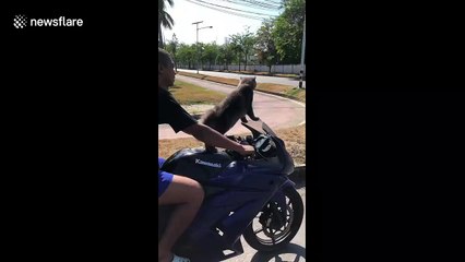 Cat rides on the front of owner's motorbike