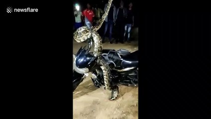 Wild python climbs parked bike and appears to dance