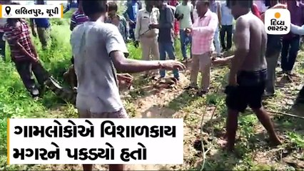 ગામલોકોએ મહાકાય મગરને પકડી દોરડે બાંધ્યો, વનકર્મીઓએ સલામત સ્થળે છોડ્યો