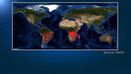 Nicht nur in Brasilien: Starker Anstieg der Waldbrände