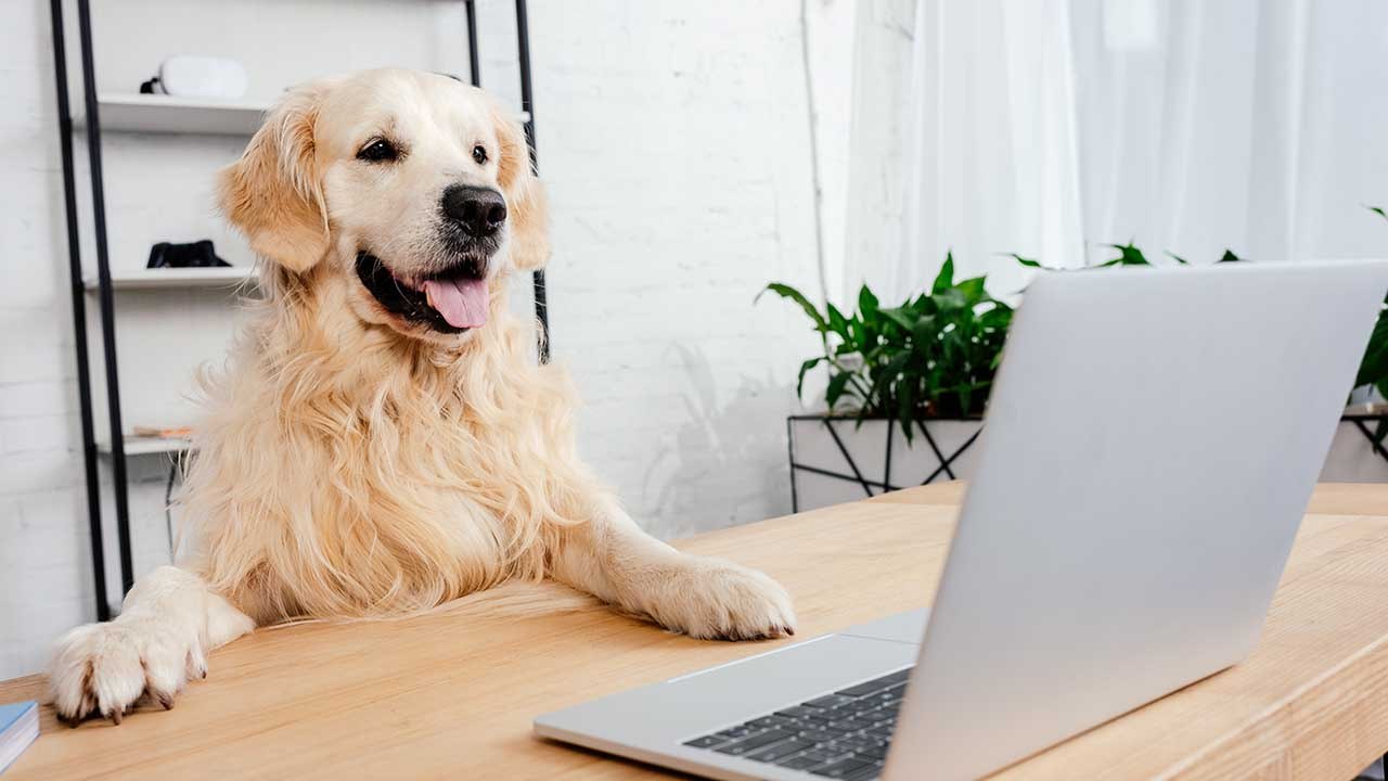 'Bring deinen Hund zur Arbeit-'Tag: 6 Tipps für Hundehalter