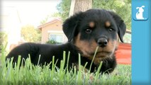 Hilarious Rottweiler Puppies Are Hyper and Jump Around- - Puppy Love