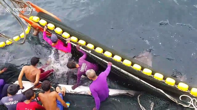 Fishermen save endangered whale shark trapped in trawler's net