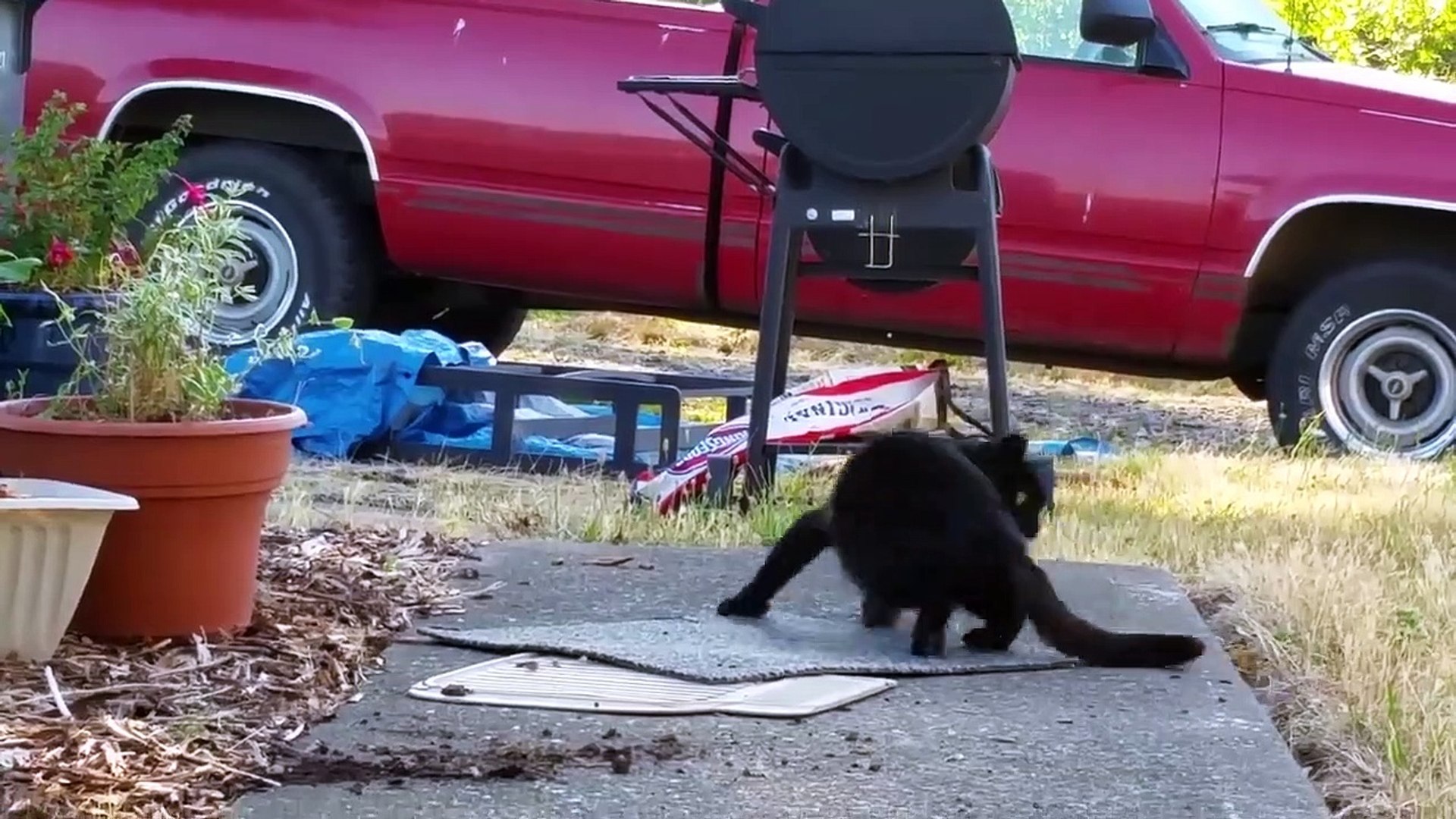 ⁣Funniest Pets & Animals of the Week | Funny Pet Videos