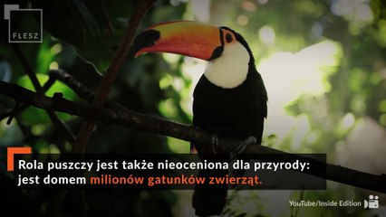 FLESZ: Zielone płuca Ziemi w ogniu