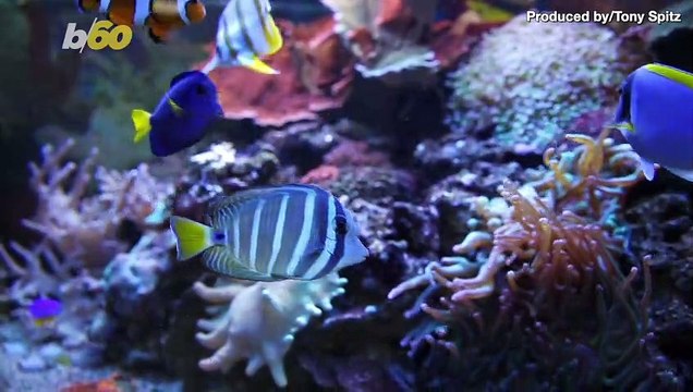 See It to Believe It! The World Bog Snorkeling Championship is the Costume Clad Mud Race You’ve Been Dreaming Of.