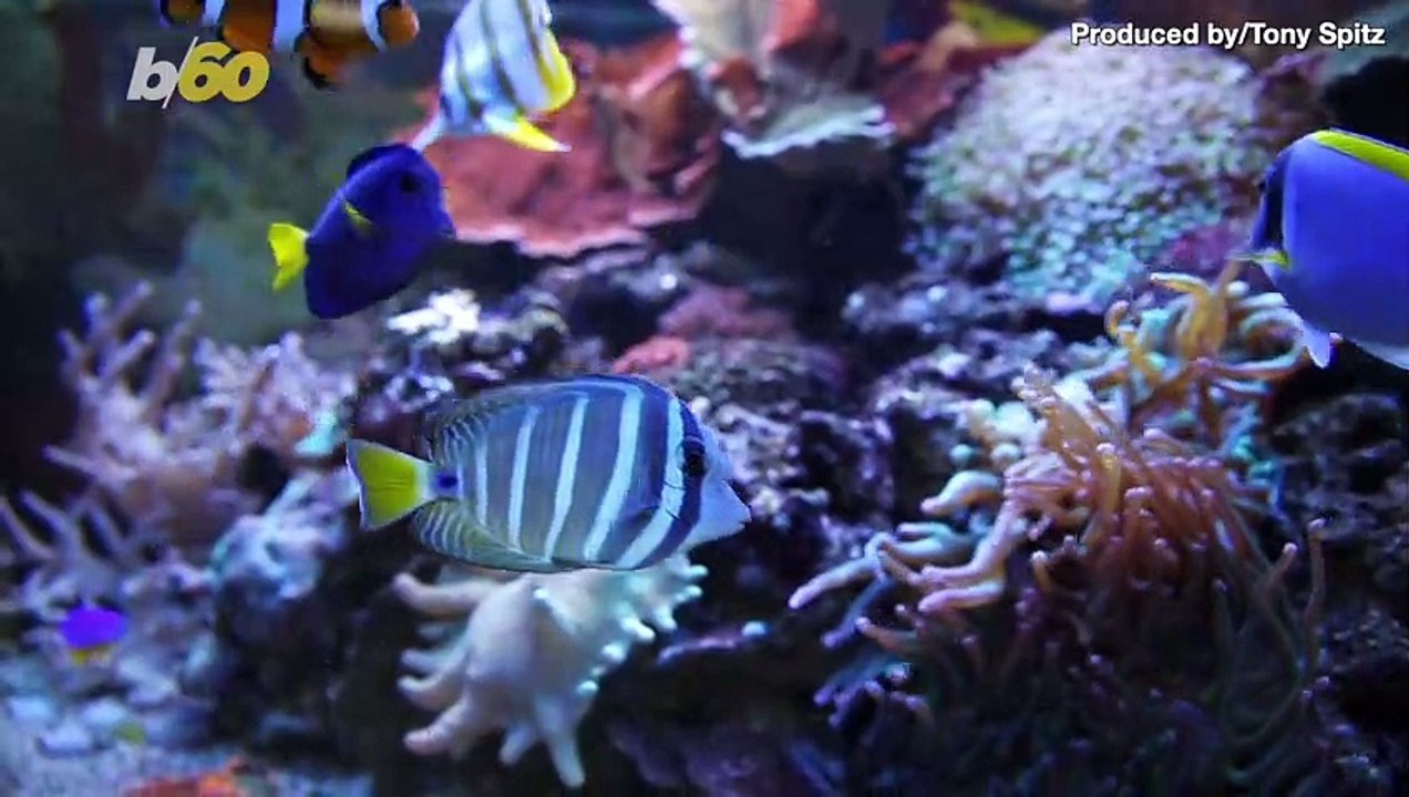 See It to Believe It! The World Bog Snorkeling...