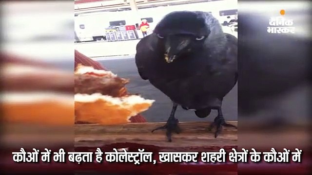 कौओं में भी बढ़ता है कोलेस्ट्राॅल, शहरी क्षेत्र के कौओं में मिला 5 गुना ज्यादा कोलेस्ट्रॉल, वजह; चीज बर्गर