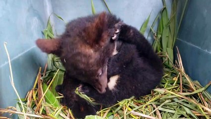 Fünf junge Kragenbären in Laos gerettet