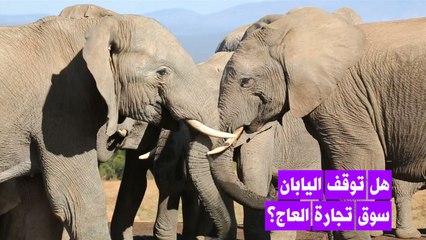 مطالبة اليابان بإغلاق سوقها العاجي