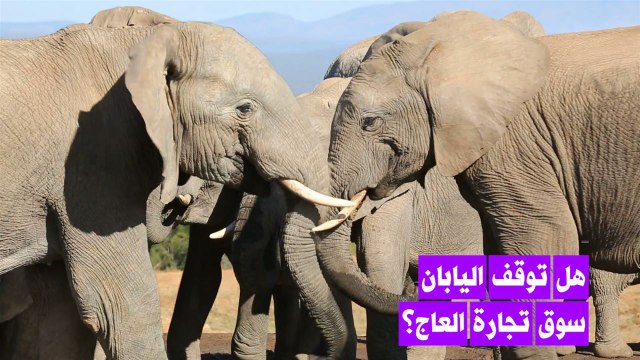 مطالبة اليابان بإغلاق سوقها العاجي