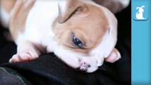 Wrinkly Bulldog Puppy BITES MY TOE- OUCH- - Puppy Love