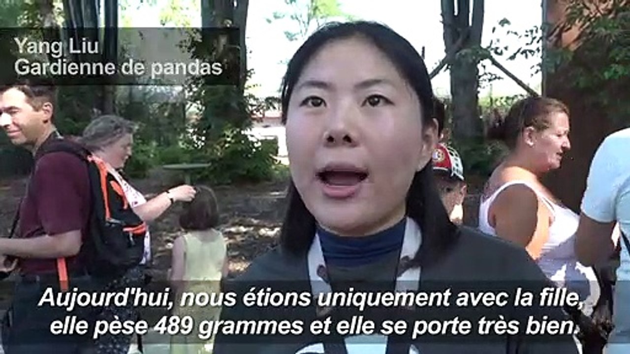 Les bébés jumeaux pandas géants nés dans un parc animalier en Belgique "se portent bien"