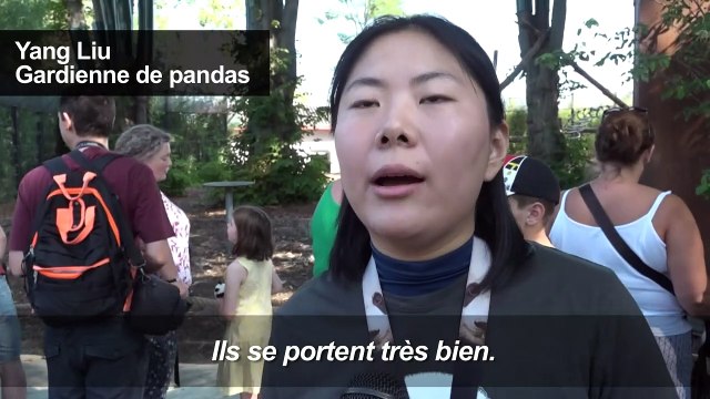 Les bébés jumeaux pandas géants nés dans un parc animalier en Belgique se portent bien