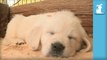 Silent Night Puppies (SLEEPING COMPILATION-) - Puppy Love