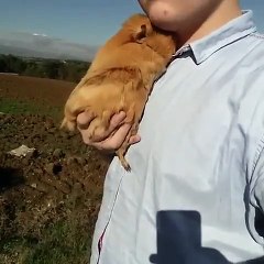 Mignon Cochon d'Inde dans les bras de son maître ! Absolument adorable