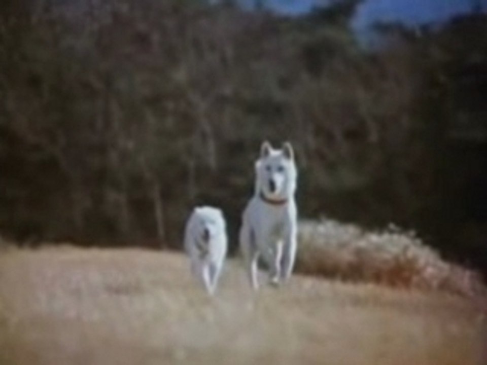 炎の犬