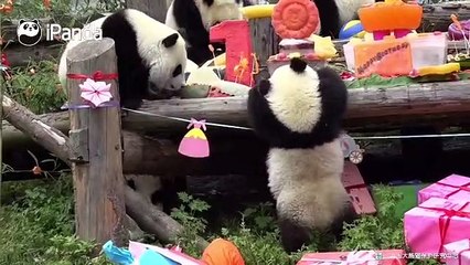 Une fête entre pandas qui va vous faire plaisir. Trop chou !