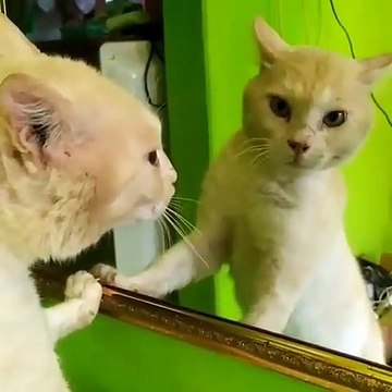 Cette chatte est trop hilarante. Observez ce qu'elle fait !