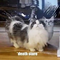 Hilarant ! Cette chatte joue à un jeu incroyable