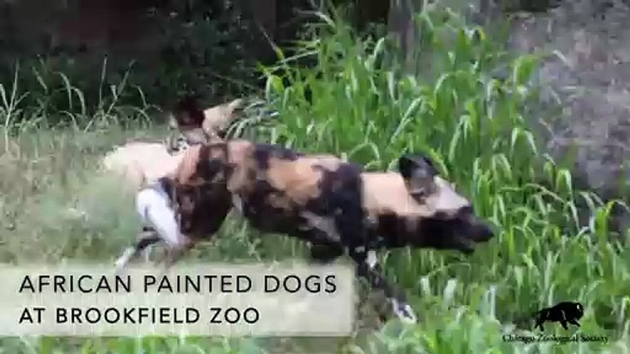African Painted Dogs