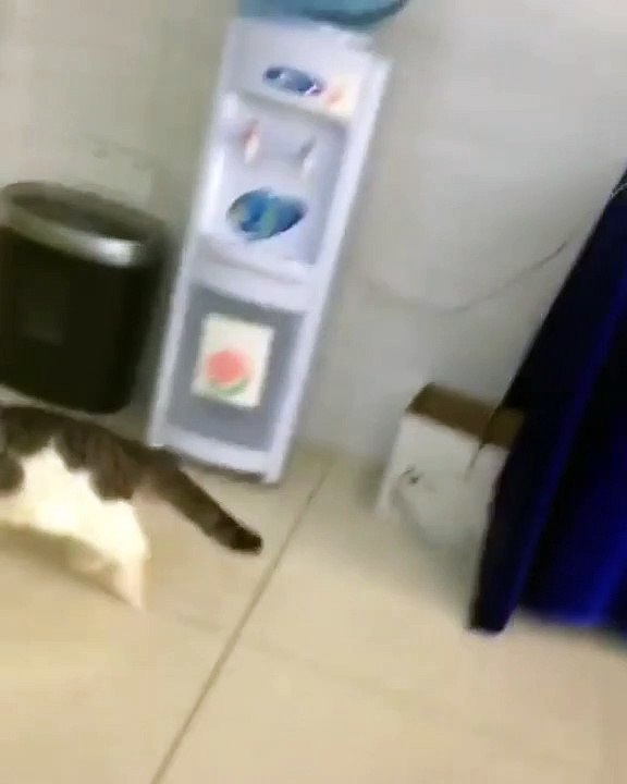 Cette chatte vole le rat de son maître. A mourir de rire !