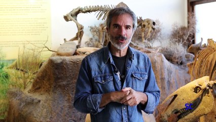 SIN CONSERVANTES - CABALLOS SALVAJES