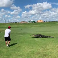 Une rencontre avec un alligator lors d'un parcours de golf