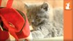 Kittens Fight Santa's Pants - Kitten Love