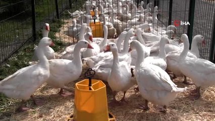 Hilmi Güler'in tarım projesi büyüyor