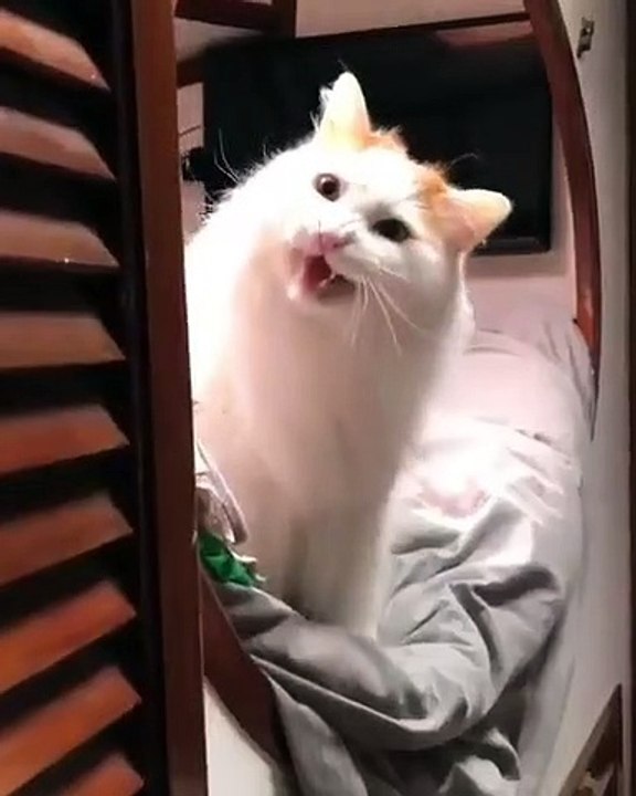 Bizarre ! Ecoutez ce chat te fera bâiller à longueur de journée